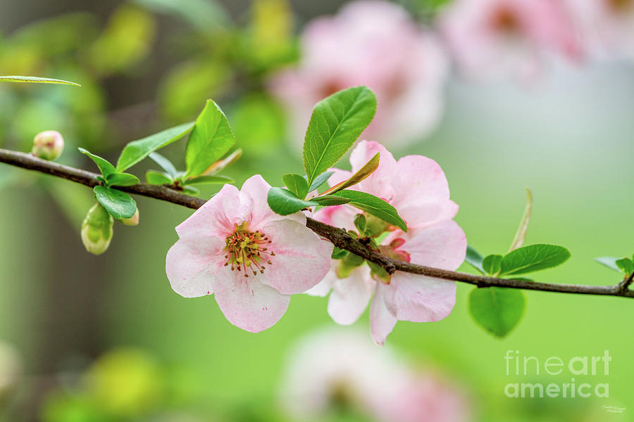 Pink Quince Blossoms Branch Photograph by Jennifer White