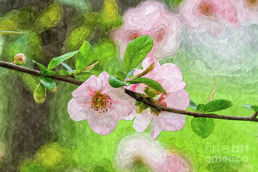 Pink Quince Blossoms Branch Painterly Mixed Media by Jennifer White