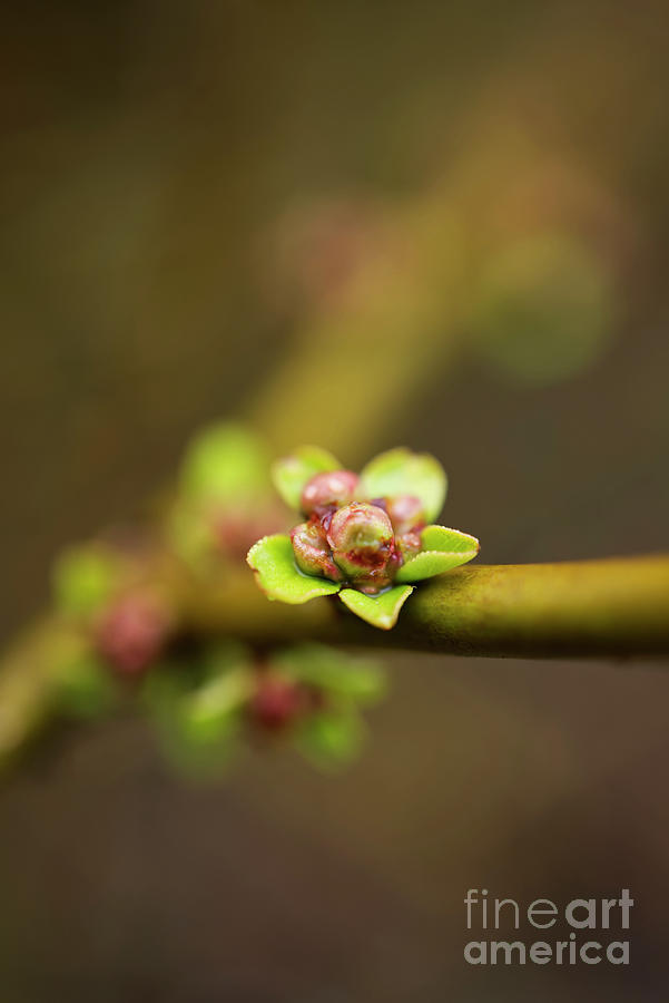 Pink Quince Flower Bud Photograph