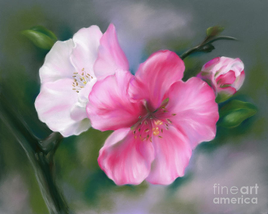 Pink Quince Flowers and Bud Painting by MM Anderson