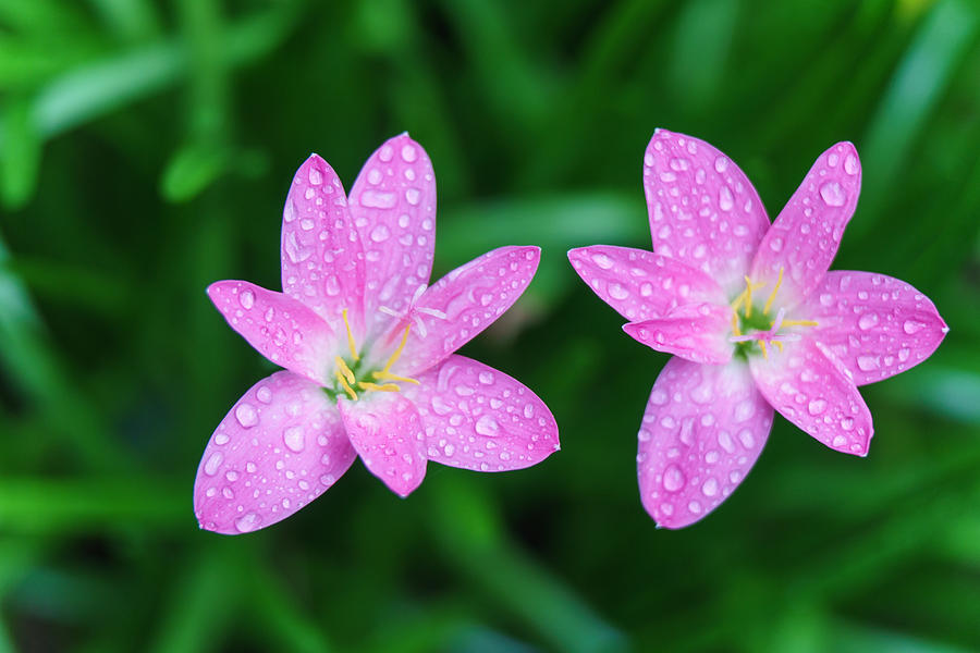 Pink rain lillies in the rain Photograph by Photo by Ubo Pakes