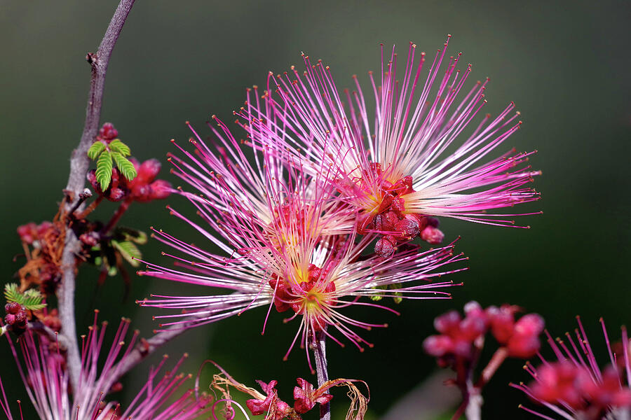 Nature Photograph - Pink Fairy Duster,  Early Desert Spring In Macro by Douglas Taylor