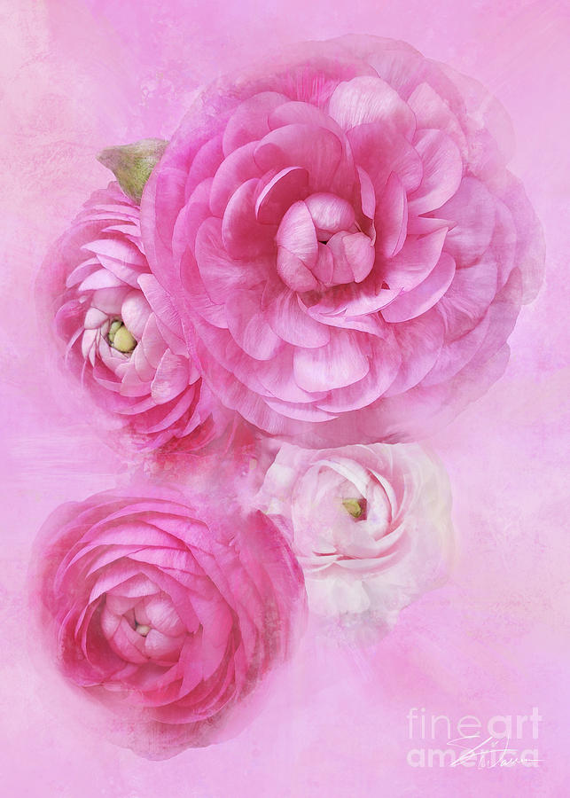 Pink Ranunculus Dreams Mixed Media by Shari Warren