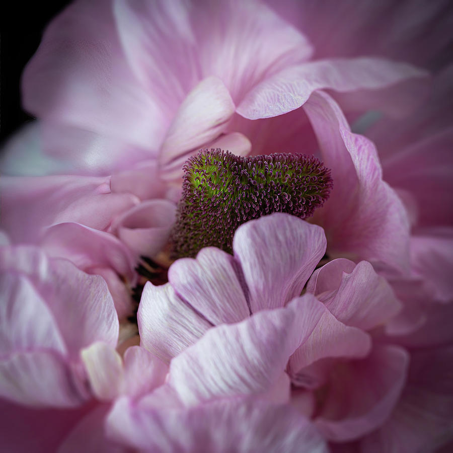  Pink Ranunculus Flower Macro Art Photo Decorative Print Photograph by Lily Malor