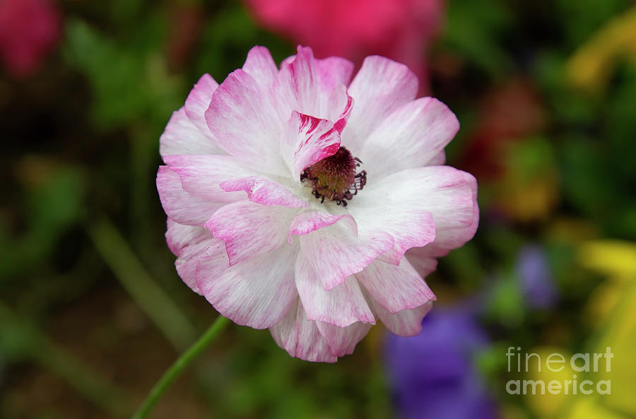 Pink ranunculus flower Photograph by Ruth Jolly