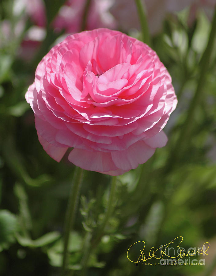 Pink Ranunculus Photograph by Paul Bernard - Pixels