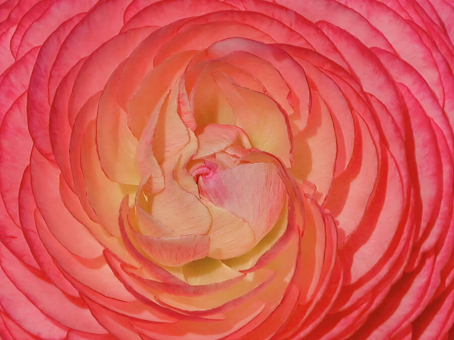 Pink Ranunculus Photograph by Rebecca Herranen Pink Ranunculus Photograph by Rebecca Herranen