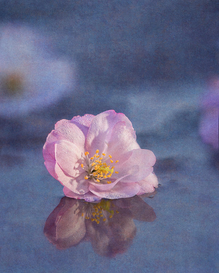 Spring Photograph - Pink Reflection by John Rogers