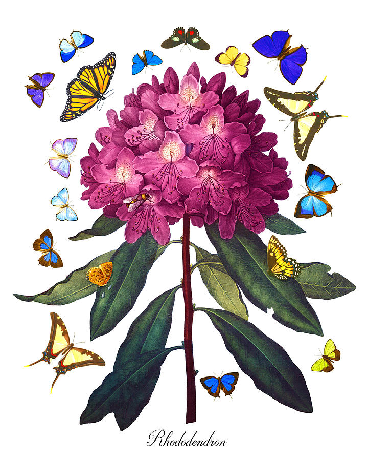 Pink Rhododendron, Antique Copperplate Print with Multi-Colored Butterflies, Sharp PNG Painting by Kathy Anselmo