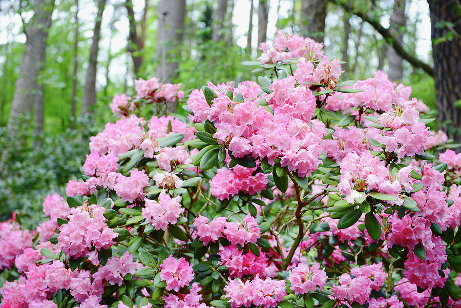 Pink Rhododendron Photograph by Art Momente - Fine Art America