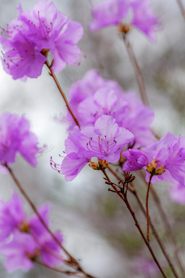 Pink Rhododendron Blooms Photograph by Cate Franklyn
