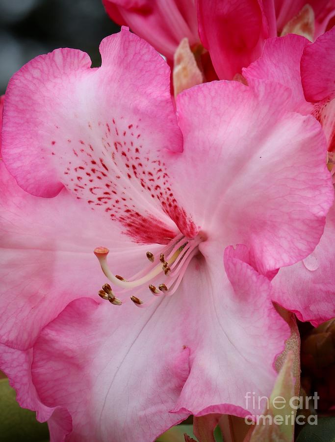Pink Rhododendron Closeup Photograph by Carol Groenen