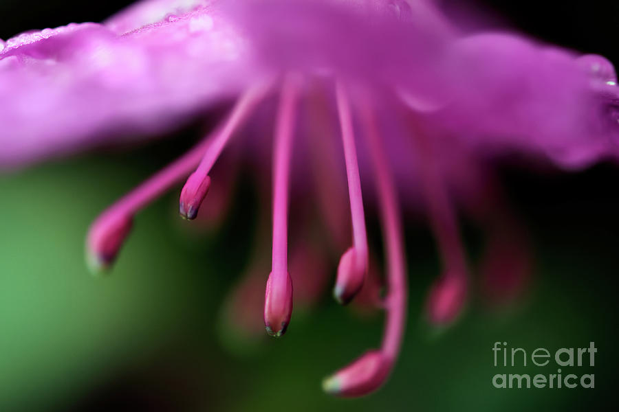 Pink Rhododendron Flower Close Up Photograph by Terry Elniski