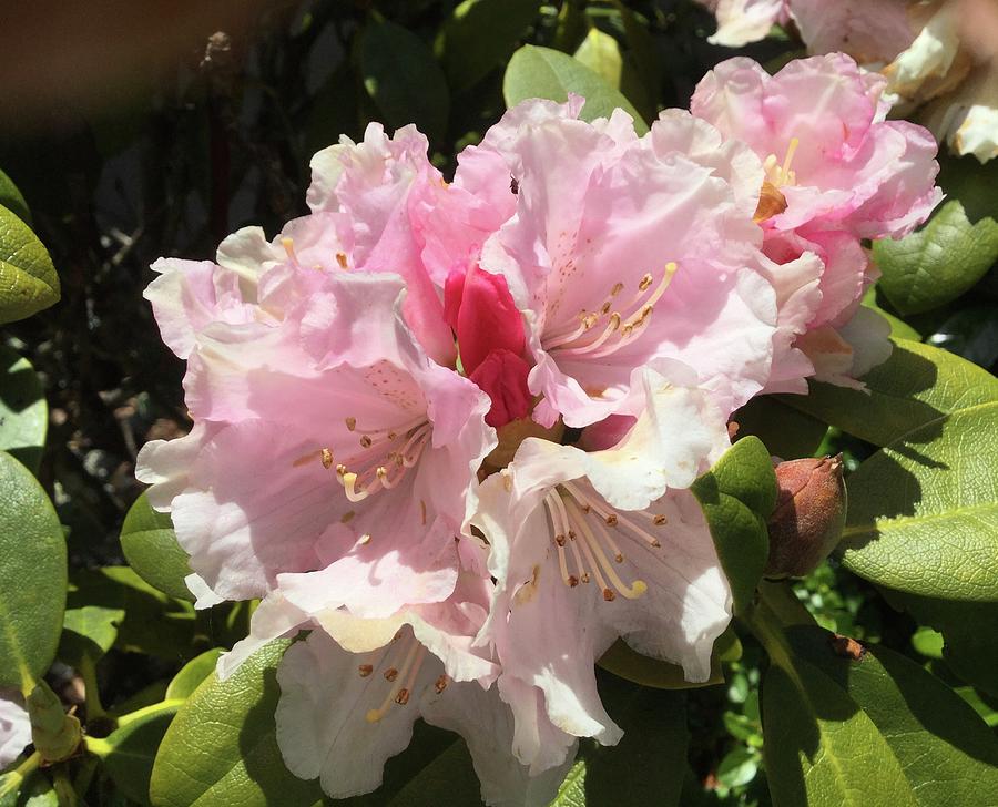 Pink Rhododendron Flower head Photograph by Barbara Magor