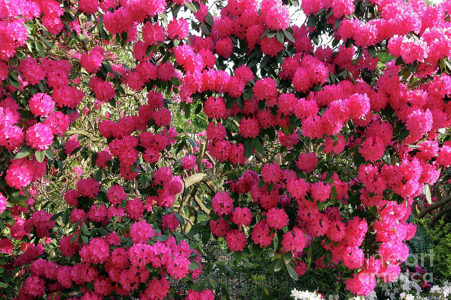 Pink Rhododendron Flowers Photograph by Aidan Moran