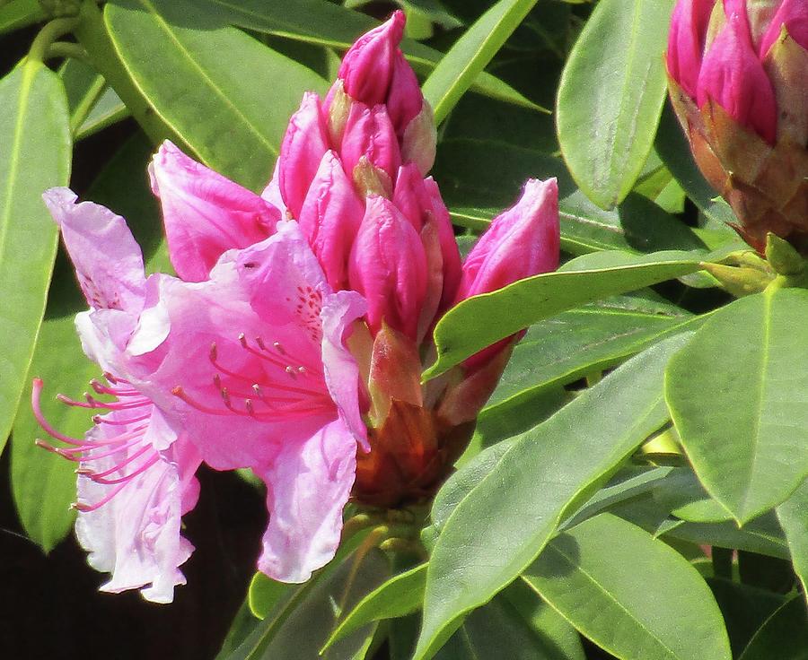 Pink Rhododendron flowers  and buds  garden in Falmouth, Cornwall Photograph by Barbara Magor