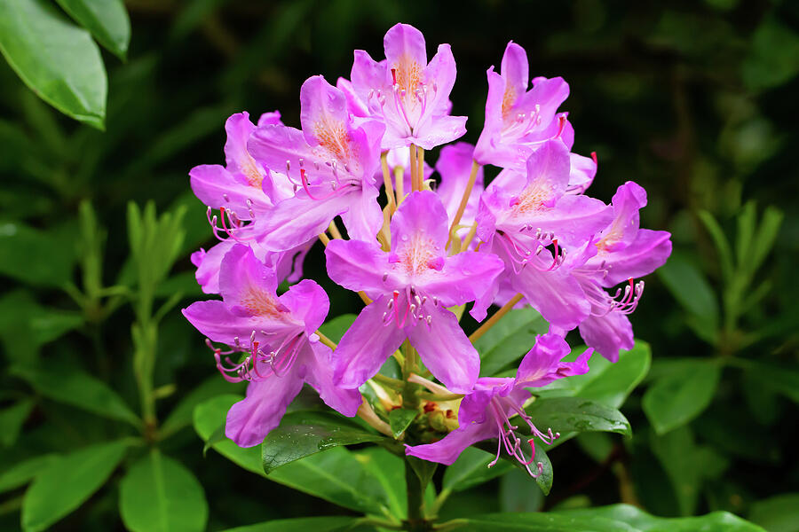 Pink Rhododendron Flowers Photograph by Tanya C Smith