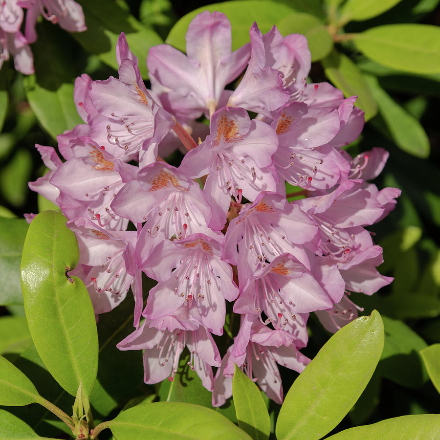 Pink Rhododendron Photograph by Jenware Photography - Fine Art America