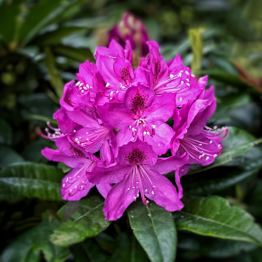 Pink Rhododendron  Photograph by Jerry Abbott