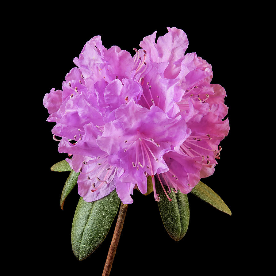 Pink Rhododendron  Photograph by Jim Hughes