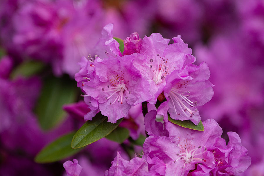 Pink Rhododendron Photograph by Linda Bonaccorsi
