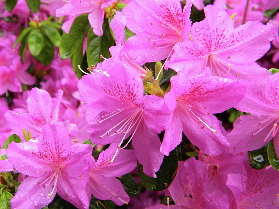 Pink rhododendron Photograph by Manuela Constantin
