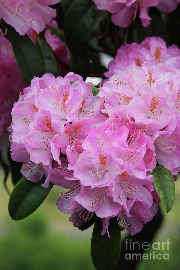Pink Rhododendron Perspective Photograph by Carol Groenen