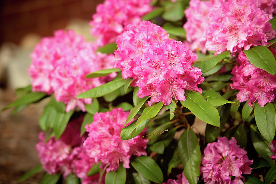Pink Rhododendron Photograph by Rich S