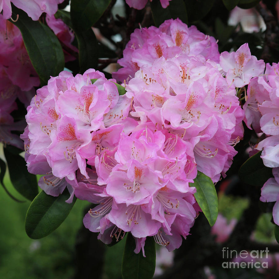 Pink Rhododendron Square Photograph by Carol Groenen