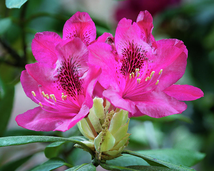 Pink rhododendron  Photograph by Steven Nelson