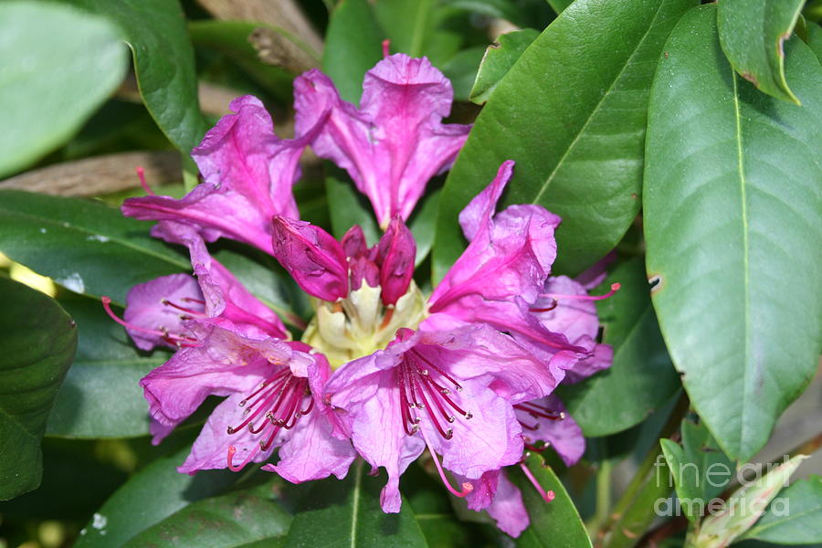Pink Rhody Photograph by Norma Appleton