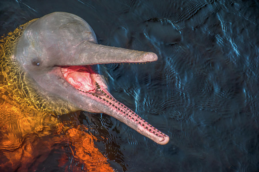 Pink River Dolphin Photograph by Linda Villers