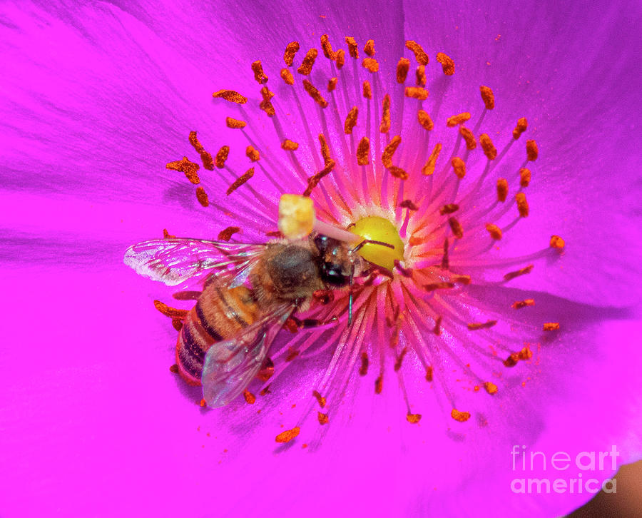 Pink Rock Purslane Flower Bee Photograph by David Zanzinger