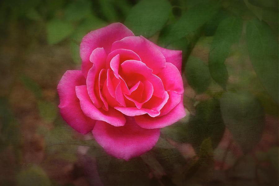 Pink Rose 2 Photograph by Elaine Teague