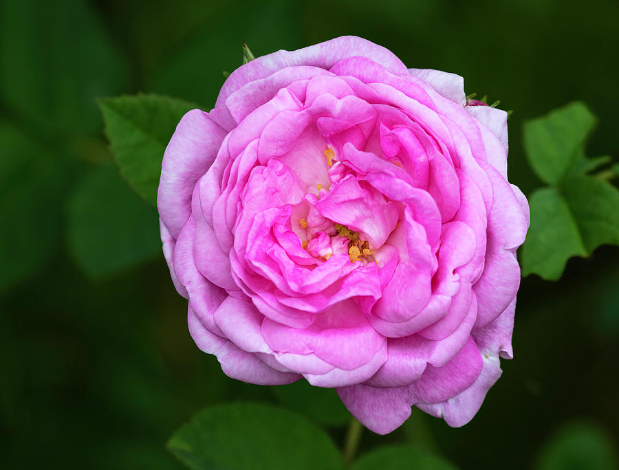 Pink Rose 2021-1 Photograph