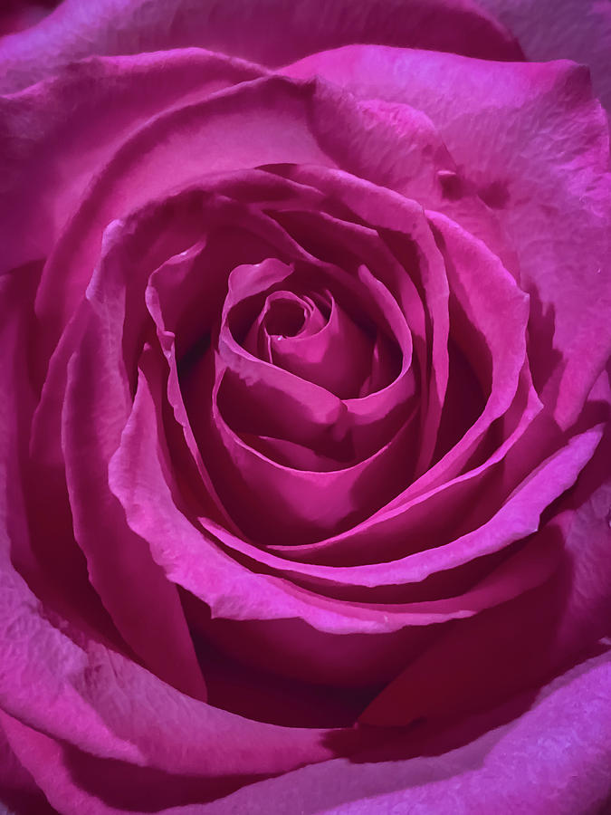 Pink Rose Photograph by Anamar Pictures