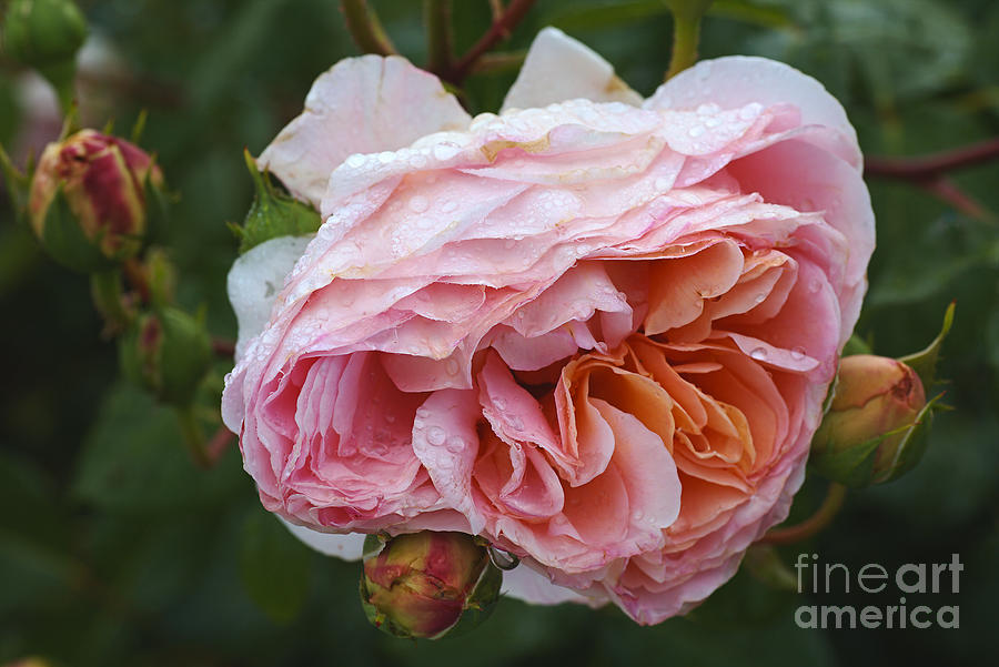 Nature Photograph - Pink Rose and Added Promise by Joy Watson