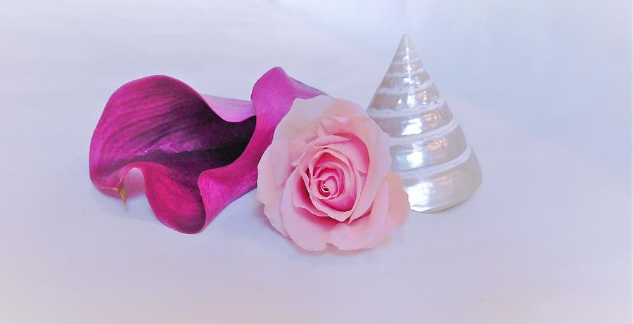 - Pink Rose and Shell Photograph by THERESA Nye