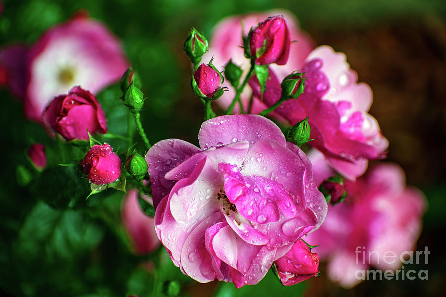 Pink Rose And Summer Rain Photograph by Nina Ficur Feenan