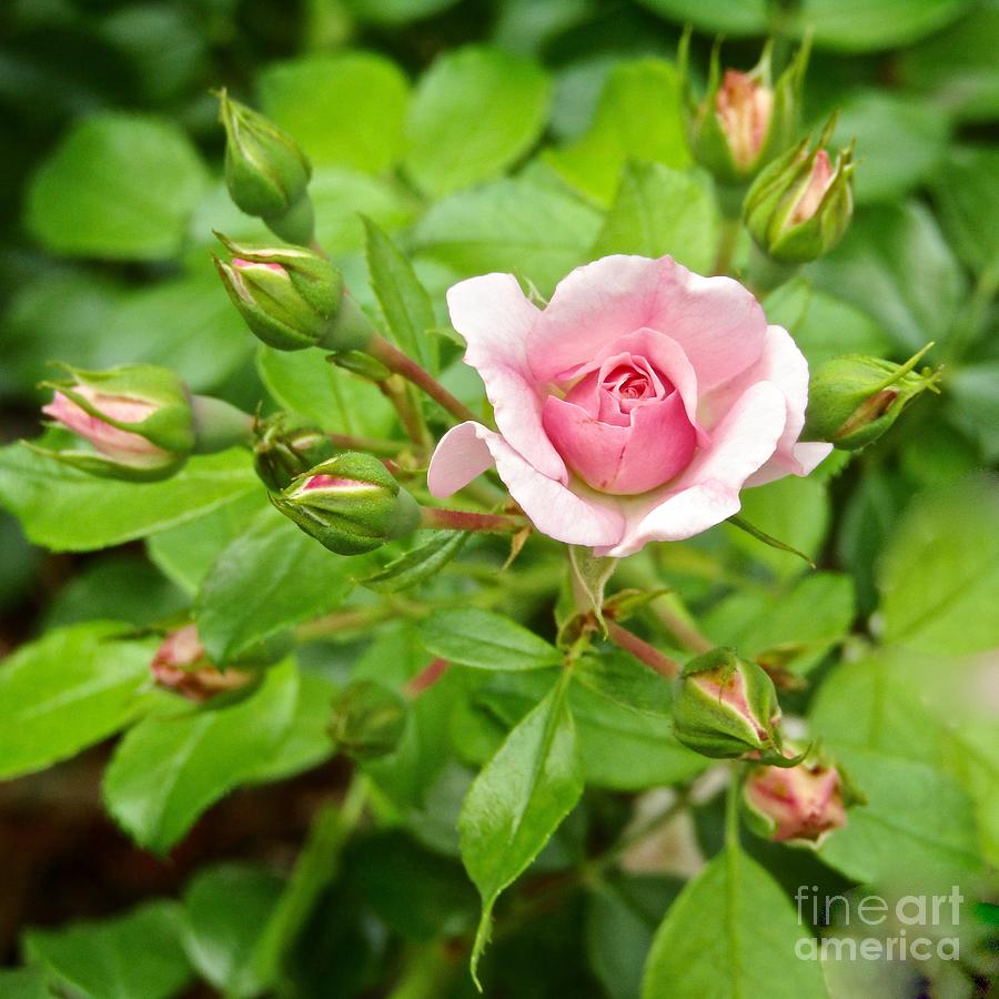 Pink Rose and Twelve Buds Must still be summerSummer Photograph by Phyllis Kaltenbach