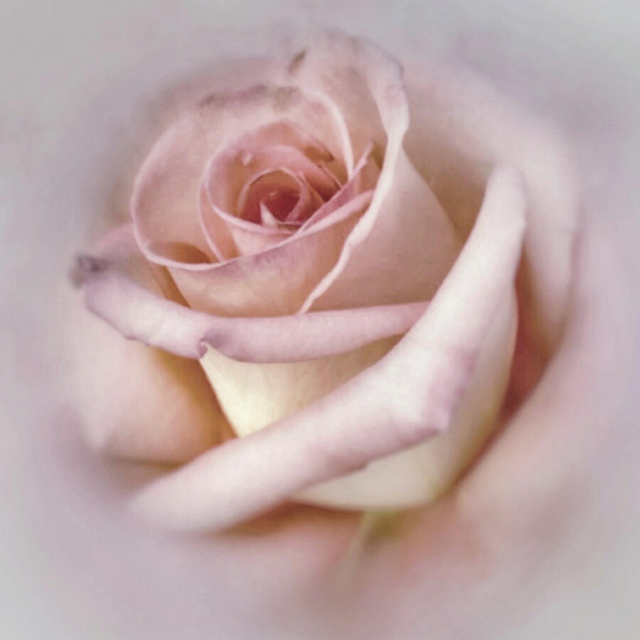 Pink Rose Artistic Macro Photograph Photograph