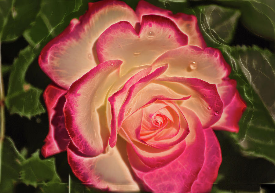 Pink rose at Botanical Gardens Photograph by Cordia Murphy