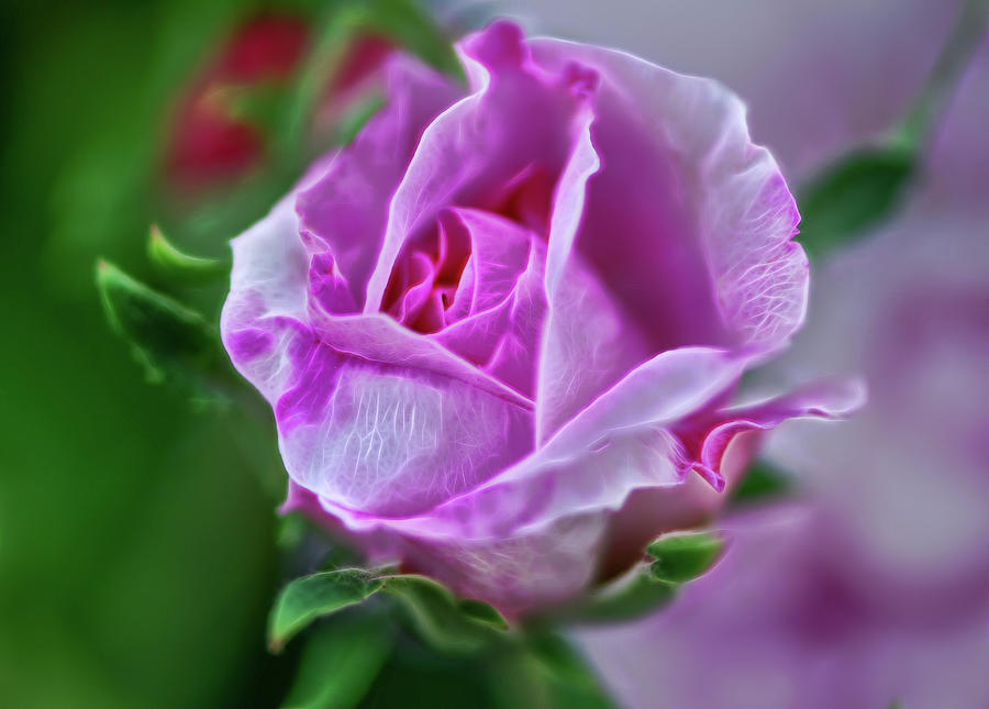Pink rose at Botanical Gardens-em Photograph by Cordia Murphy