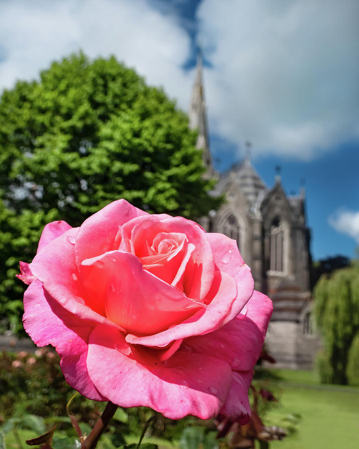 Rose Photograph - Pink Rose at Maynooth University - Ireland by Barry O Carroll