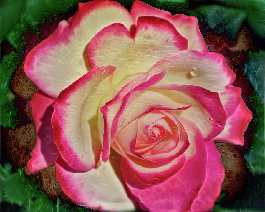 Pink rose at Rose Show Photograph by Cordia Murphy