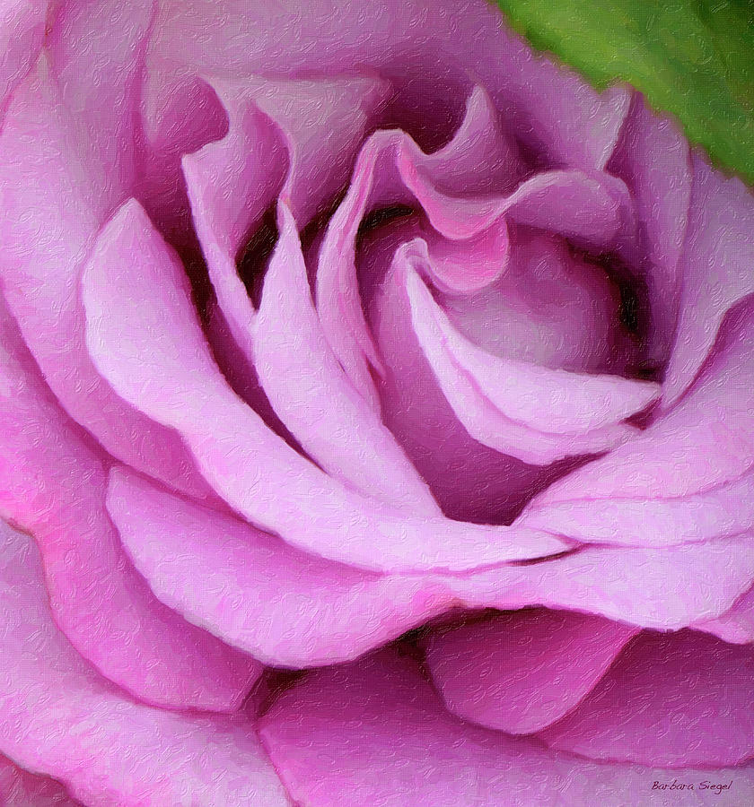 Pink Rose Photograph by Barbara Siegel