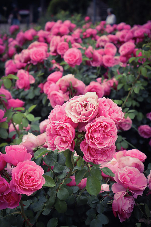 Pink Rose Bed Photograph by Andrea Whitaker