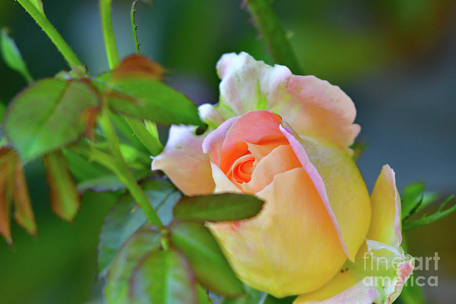 Pink Rose Photograph by Amazing Action Photo Video