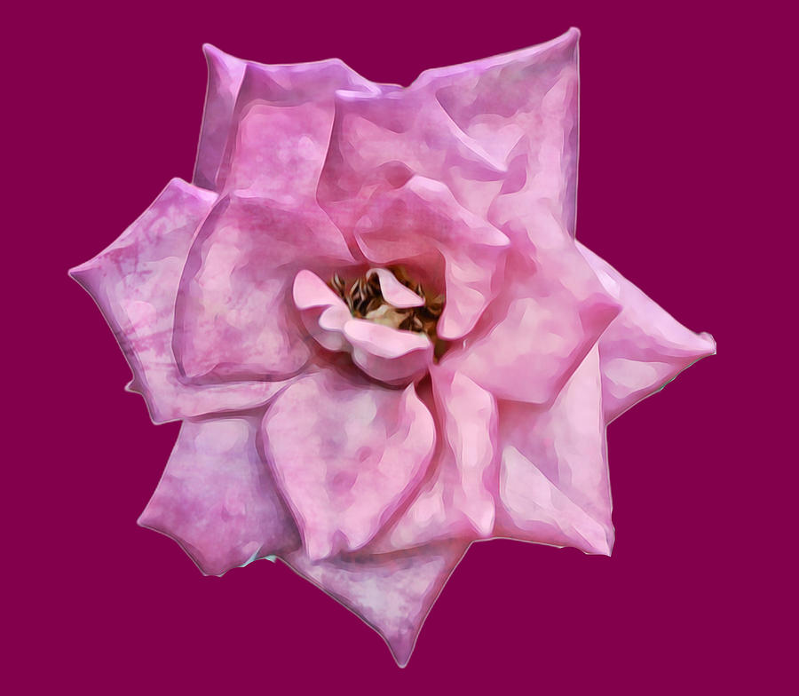 Pink Rose Bloom Digital Art Illustration Digital Art by Gaby Ethington