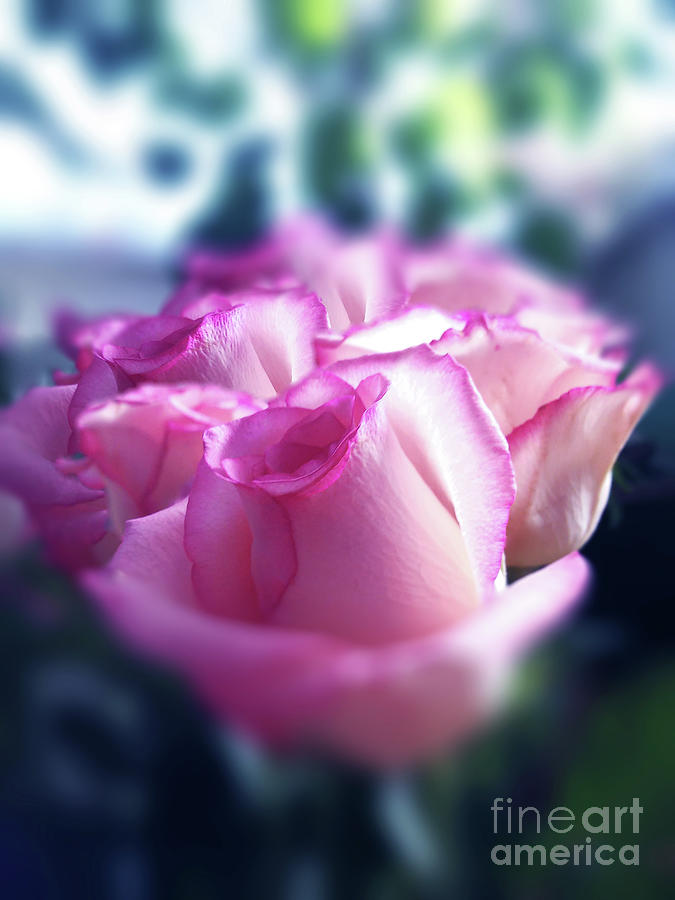 Pink Rose Bouquet Photograph by Jasna Dragun